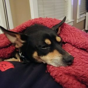 Meet your Posher, Dino